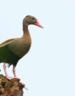 黑腹树鸭 / Black-bellied Whistling Duck / Dendrocygna autumnalis