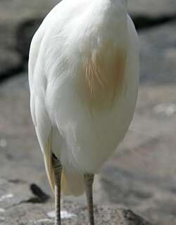 西方牛背鹭 / Western Cattle Egret / Bubulcus ibis