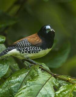 褐背文鸟 / Red-backed Mannikin / Spermestes nigriceps