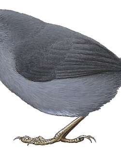 鼠色窜鸟 / Mouse-colored Tapaculo / Scytalopus speluncae