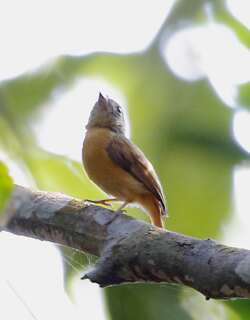 红尾霸鹟 / Ruddy-tailed Flycatcher / Terenotriccus erythrurus