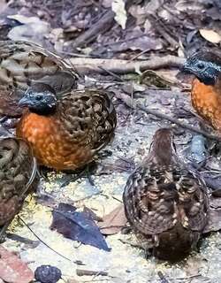 棕胸林鹑 / Rufous-breasted Wood Quail / Odontophorus speciosus