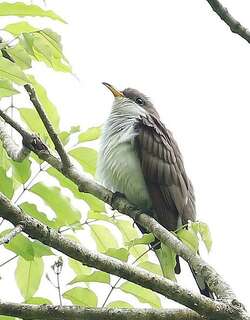 珠胸美洲鹃 / Pearly-breasted Cuckoo / Coccyzus euleri