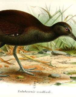 乌氏秧鸡 / Woodford’s Rail / Hypotaenidia woodfordi