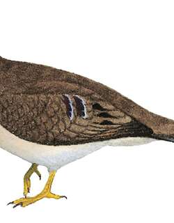 长尾地鸠 / Long-tailed Ground Dove / Uropelia campestris