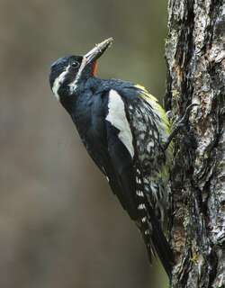 威氏吸汁啄木鸟 / Williamson’s Sapsucker / Sphyrapicus thyroideus