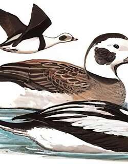 长尾鸭 / Long-tailed Duck / Clangula hyemalis