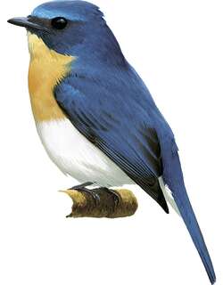 印支蓝仙鹟 / Indochinese Blue Flycatcher / Cyornis sumatrensis