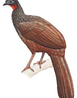 考加冠雉 / Cauca Guan / Penelope perspicax