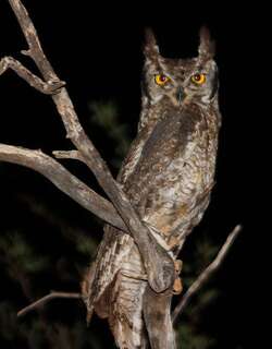斑雕鸮 / Spotted Eagle-Owl / Bubo africanus