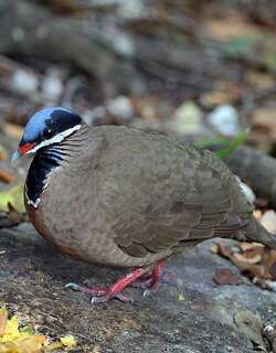 蓝头鹑鸠 / Blue-headed Quail-Dove / Starnoenas cyanocephala