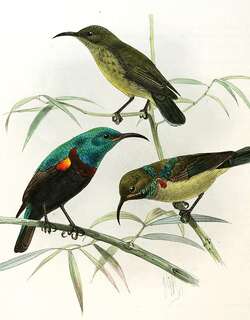 昂岛花蜜鸟 / Anjouan Sunbird / Cinnyris comorensis