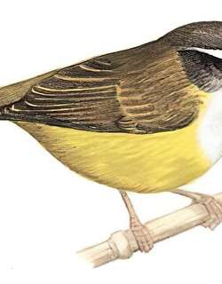 黄腹鹟莺 / Yellow-bellied Warbler / Abroscopus superciliaris