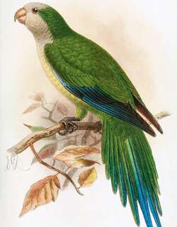 白胸鹦哥 / Cliff Parakeet / Myiopsitta luchsi