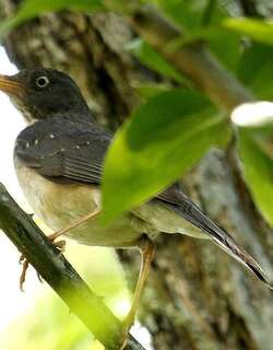 铅背鸫 / Plumbeous-backed Thrush / Turdus reevei