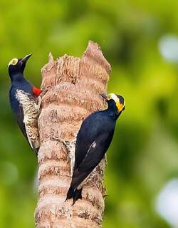 黄须啄木鸟 / Yellow-tufted Woodpecker / Melanerpes cruentatus