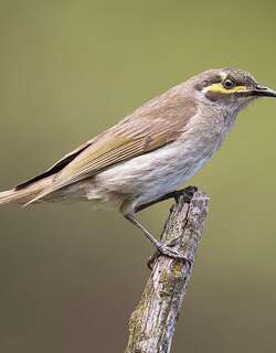 黄脸吸蜜鸟 / Yellow-faced Honeyeater / Caligavis chrysops