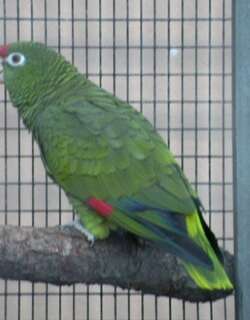 桤木鹦哥 / Tucuman Amazon / Amazona tucumana