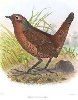 栗喉隐窜鸟 / Chestnut-throated Huet-huet / Pteroptochos castaneus