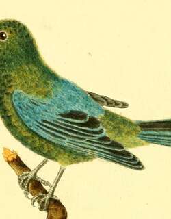 蓝翅唐加拉雀 / Dotted Tanager / Ixothraupis varia