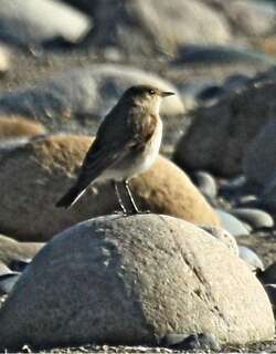 小地霸鹟 / Little Ground Tyrant / Muscisaxicola fluviatilis