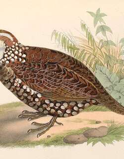 斑胸齿鹑 / Spot-bellied Bobwhite / Colinus leucopogon