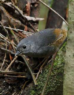 巴西窜鸟 / Brasilia Tapaculo / Scytalopus novacapitalis
