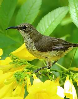 紫斑花蜜鸟 / Purple-banded Sunbird / Cinnyris bifasciatus