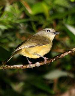 山莺雀 / Blue Mountain Vireo / Vireo osburni