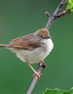 颤声扇尾莺 / Trilling Cisticola / Cisticola woosnami
