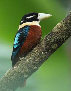 棕腹笑翠鸟 / Rufous-bellied Kookaburra / Dacelo gaudichaud