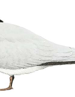 桑氏白额燕鸥 / Saunders’s Tern / Sternula saundersi