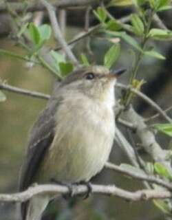 察氏鹟 / Chapin’s Flycatcher / Muscicapa lendu