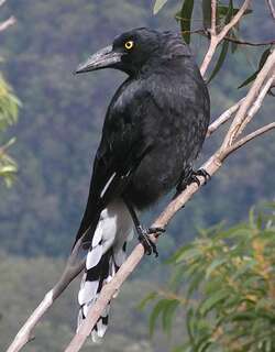 斑噪钟鹊 / Pied Currawong / Strepera graculina