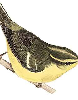 海南柳莺 / Hainan Leaf Warbler / Phylloscopus hainanus