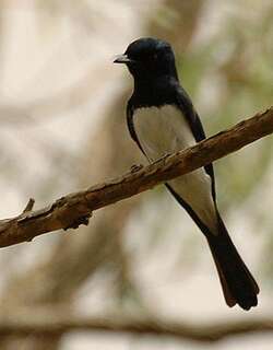 缎辉阔嘴鹟 / Satin Flycatcher / Myiagra cyanoleuca