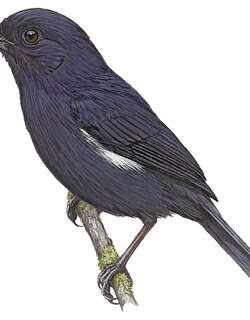 委内瑞拉刺花鸟 / Venezuelan Flowerpiercer / Diglossa venezuelensis