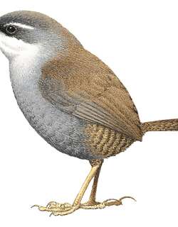 济氏窜鸟 / Zimmer’s Tapaculo / Scytalopus zimmeri