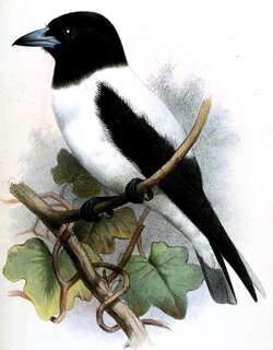 俾斯麦燕鵙 / White-backed Woodswallow / Artamus insignis