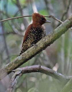 桂红啄木鸟 / Cinnamon Woodpecker / Celeus loricatus