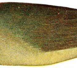 洛氏旋木鹎 / Sassi’s Olive Greenbul / Phyllastrephus lorenzi
