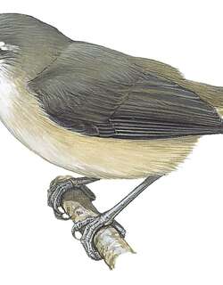 拟绣眼莺 / Rand’s Warbler / Randia pseudozosterops