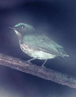 巴拉望仙鹟 / Palawan Blue Flycatcher / Cyornis lemprieri