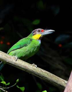 金须拟䴕 / Golden-whiskered Barbet / Psilopogon chrysopogon