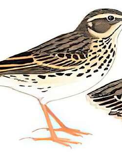 粉红胸鹨 / Rosy Pipit / Anthus roseatus