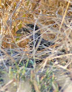 松巴三趾鹑 / Sumba Buttonquail / Turnix everetti