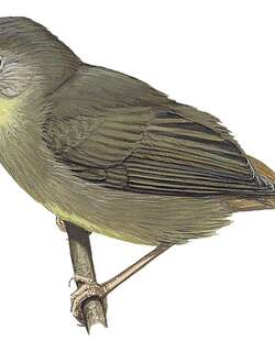 普氏长嘴莺 / Pulitzer’s Longbill / Macrosphenus pulitzeri