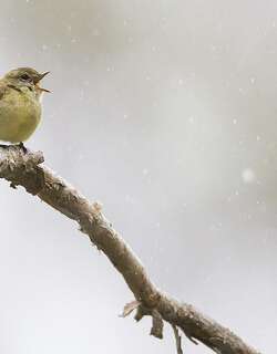 黄胸小鹟 / Lemon-bellied Flyrobin / Microeca flavigaster