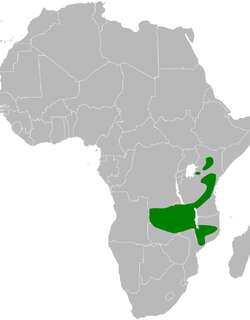 灰绿旋木鹎 / Grey-olive Greenbul / Phyllastrephus cerviniventris