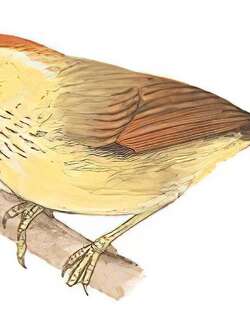 纹胸巨鹛 / Pin-striped Tit-Babbler / Mixornis gularis